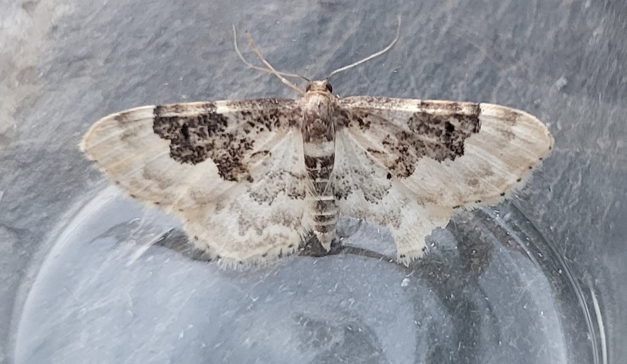 Photo of Least Carpet (Idaea rusticata)